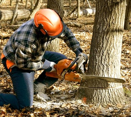 Tree Removal in Wells, VT